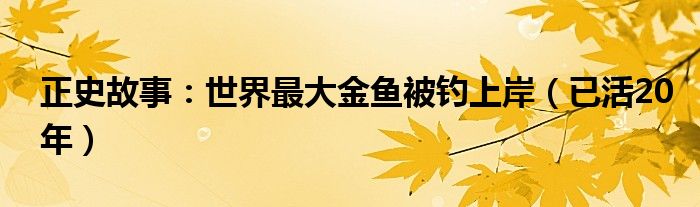 正史故事：世界最大金鱼被钓上岸（已活20年）