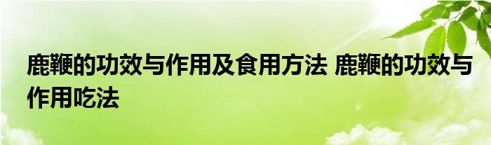 鹿鞭的功效与作用及食用方法 鹿鞭的功效与作用吃法