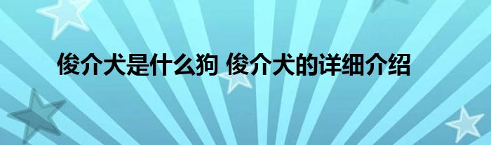 俊介犬是什么狗 俊介犬的详细介绍