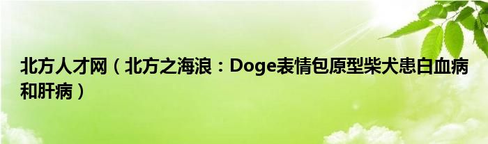 北方人才网（北方之海浪：Doge表情包原型柴犬患白血病和肝病）