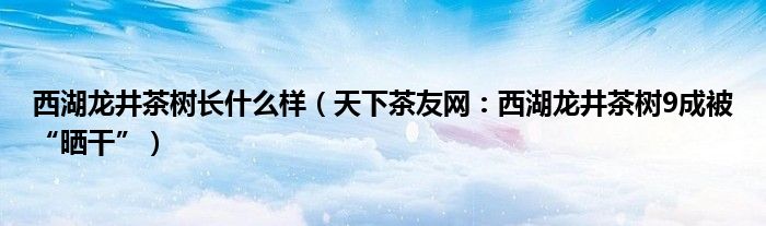 西湖龙井茶树长什么样（天下茶友网：西湖龙井茶树9成被“晒干”）