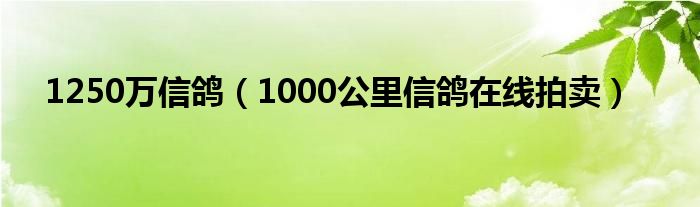 1250万信鸽（1000公里信鸽在线拍卖）