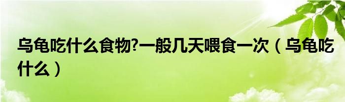 乌龟吃什么食物?一般几天喂食一次（乌龟吃什么）