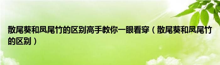 散尾葵和凤尾竹的区别高手教你一眼看穿（散尾葵和凤尾竹的区别）