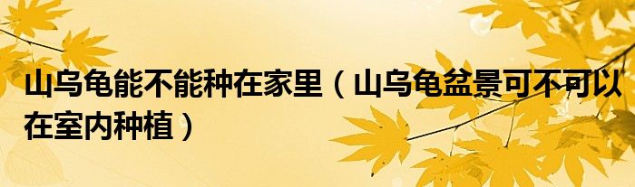 山乌龟能不能种在家里（山乌龟盆景可不可以在室内种植）